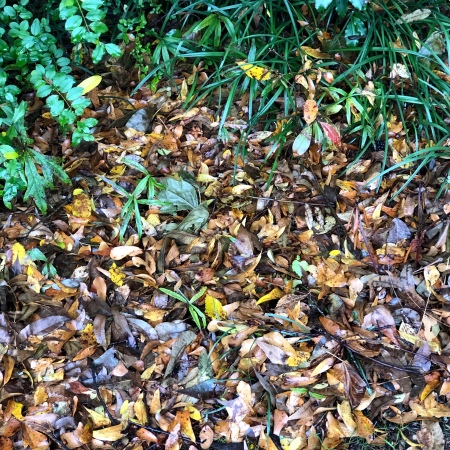 sanity - leaves on ground